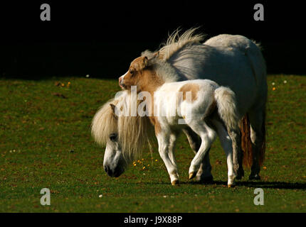Mini Pony Play Time für dieses winzige Skewbal Pferd Stockfoto