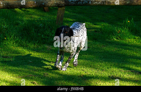 Deutscher Vorstehhund Hund spielen auf der Wiese Stockfoto