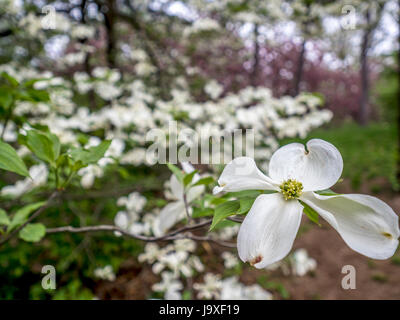 Cornus ist eine Gattung von Gehölzen in der Familie Cornales, allgemein bekannt als Hartriegel Stockfoto