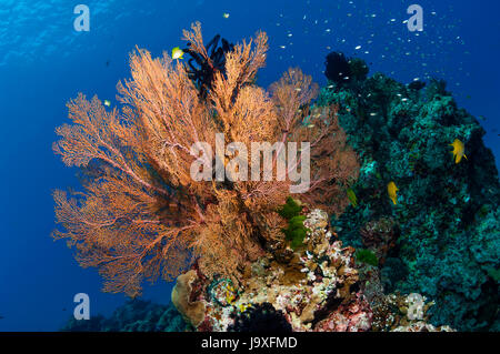 Gorgonien Gorgonien [Melithaea sp.].  Similan Inseln, Andamanensee, Thailand. Stockfoto