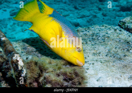 Spanische Lippfische (Bodianus Rufus).  Bonaire, Niederländische Antillen, Karibik, Atlantik. Stockfoto