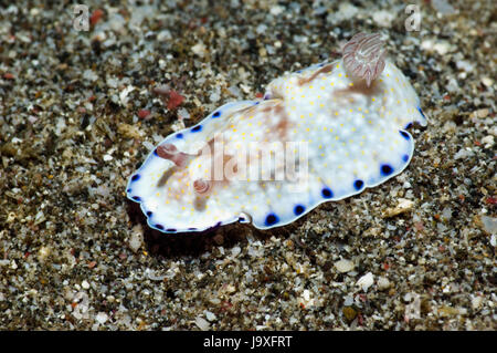 Nacktschnecken - Chromodoris Aureopurpurea.  Überfamilie Cryptobranchia, Familie Chromodorididae.  Rinca, Komodo National Park, Indonesien. Stockfoto