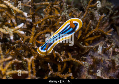 Prächtig Nacktschnecken [Chromodoris Magnifica].  Lembeh Strait, Nord-Sulawesi, Indonesien. Stockfoto