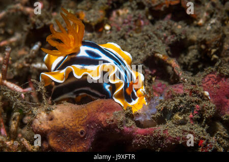 Prächtig Nacktschnecken [Chromodoris Magnifica].  Lembeh Strait, Nord-Sulawesi, Indonesien. Stockfoto