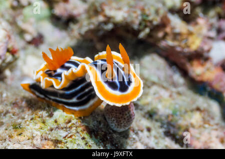 Prächtigen Nacktschnecken [Chromodoris Magnifica].  Lembeh, Sulawesi, Indonesien. Stockfoto