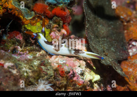 Nacktschnecken - Nembrotha Rutilans.  Lembeh Strait, Nord-Sulawesi, Indonesien. Stockfoto