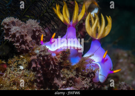 Nudbranch - Hyselodoris Apolegma paar.   Lembeh Strait, Nord-Sulawesi, Indonesien. Stockfoto