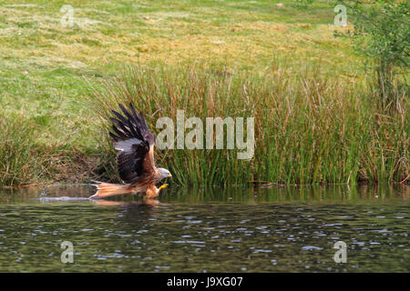 Rotmilan skimming das Wasser am Futterstation Nant Yr Arian, Wales Stockfoto