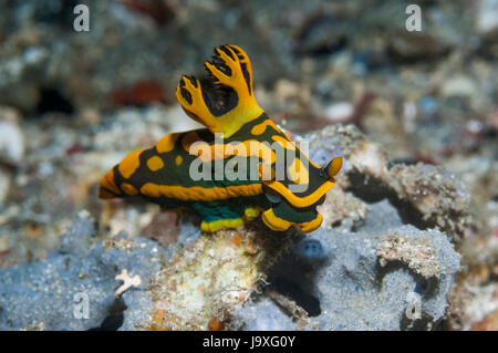 Nacktschnecken - Tambja Gabrielae.  Familie Polyceridae, Gattung Tambja.  Lembeh Strait, Nord-Sulawesi, Indonesien. Stockfoto