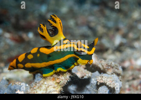 Nacktschnecken - Tambja Gabrielae.  Familie Polyceridae, Gattung Tambja.  Lembeh Strait, Nord-Sulawesi, Indonesien. Stockfoto