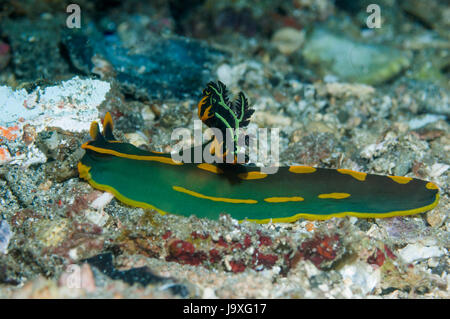 Nacktschnecken - Tambja Gabrielae.  Familie Polyceridae, Gattung Tambja.  Lembeh Strait, Nord-Sulawesi, Indonesien. Stockfoto