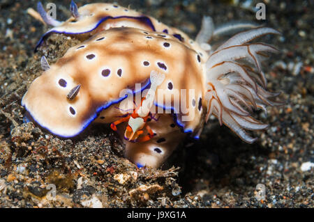 Nacktschnecken - Risbecia Tryoni mit Kommensale Kaiser Shrimps [Periclimenes Imperator].  Familie Chromodorididae, Gattung Chromodoris.  Lembeh Strait, Norden Stockfoto