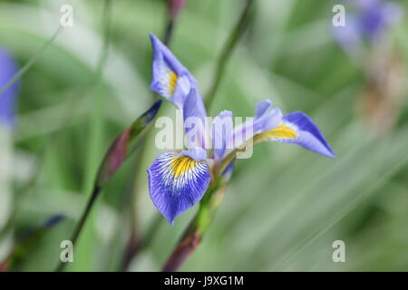 Iris X robusta "Gerald Darby" Stockfoto