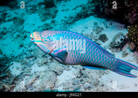 Königin-Papageienfisch (Scarus Vetula).  Terminalen Phase.  Bonaire, Niederländische Antillen, Karibik, Atlantik. Stockfoto