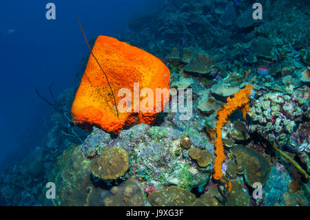 Orange Elefanten Ohr Schwamm (Agelas Clathrodes).  Bonaire, Niederländische Antillen, Karibik, Atlantik. Stockfoto