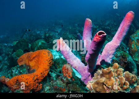 Ofenrohr Schwamm (Aplysina Archeri) und eine Orange Elefanten-Ohr-Schwamm (Agelas Clathrodes).  Bonaire, Niederländische Antillen, Karibik, Atlantik. Stockfoto