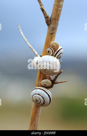 Schnecken Stockfoto