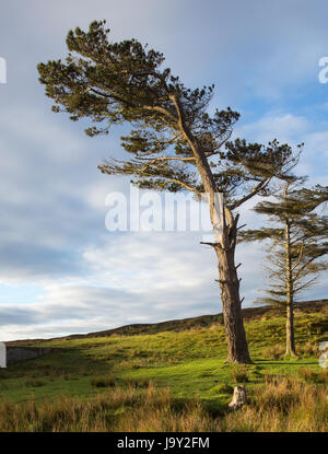 Einsame Kiefer auf der schottischen Insel Colonsay, genommen in den frühen Morgenstunden, neben Loch Turraman Stockfoto