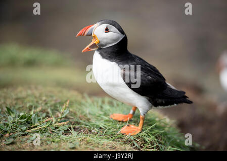 Lunga UK. 30. Mai 2017. Papageitaucher Insel der Inneren Hebriden Schottland Lunga, Treshnish Isles, 30.05.2017 © Gary Mather/Alamy Live News Stockfoto