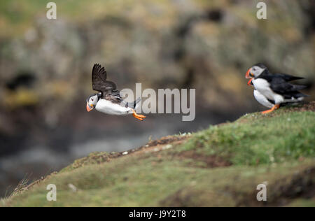 Lunga UK. 30. Mai 2017. Papageitaucher Insel der Inneren Hebriden Schottland Lunga, Treshnish Isles, 30.05.2017 © Gary Mather/Alamy Live News Stockfoto