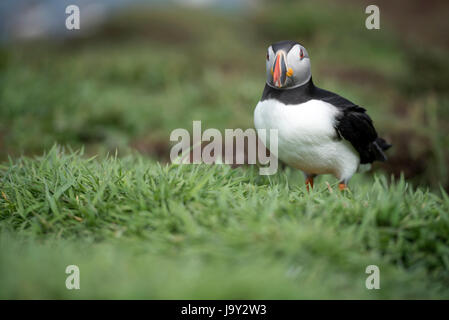 Lunga UK. 30. Mai 2017. Papageitaucher Insel der Inneren Hebriden Schottland Lunga, Treshnish Isles, 30.05.2017 © Gary Mather/Alamy Live News Stockfoto