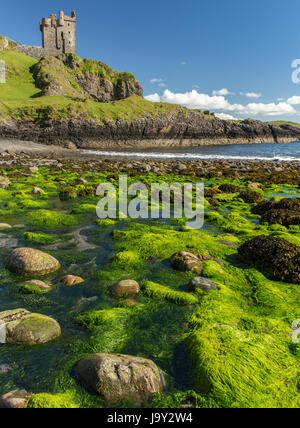 Gylen Burg auf der Insel Kerrera, Oban, Schottland aufgenommen an einem sonnigen Tag mit Felsen und Algen im Vordergrund Stockfoto