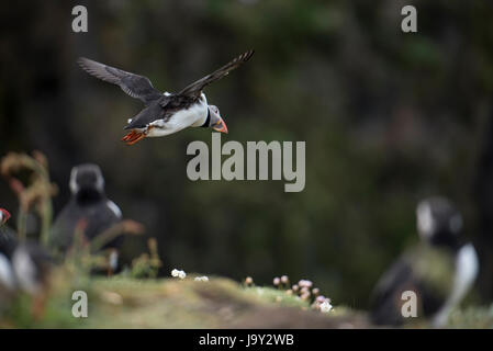 Lunga UK. 30. Mai 2017. Papageitaucher Insel der Inneren Hebriden Schottland Lunga, Treshnish Isles, 30.05.2017 © Gary Mather/Alamy Live News Stockfoto