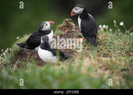 Lunga UK. 30. Mai 2017. Papageitaucher Insel der Inneren Hebriden Schottland Lunga, Treshnish Isles, 30.05.2017 © Gary Mather/Alamy Live News Stockfoto