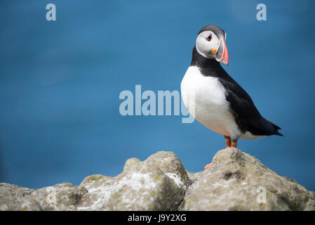 Lunga UK. 30. Mai 2017. Papageitaucher Insel der Inneren Hebriden Schottland Lunga, Treshnish Isles, 30.05.2017 © Gary Mather/Alamy Live News Stockfoto