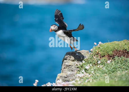 Lunga UK. 30. Mai 2017. Papageitaucher Insel der Inneren Hebriden Schottland Lunga, Treshnish Isles, 30.05.2017 © Gary Mather/Alamy Live News Stockfoto