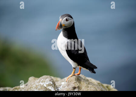 Lunga UK. 30. Mai 2017. Papageitaucher Insel der Inneren Hebriden Schottland Lunga, Treshnish Isles, 30.05.2017 © Gary Mather/Alamy Live News Stockfoto