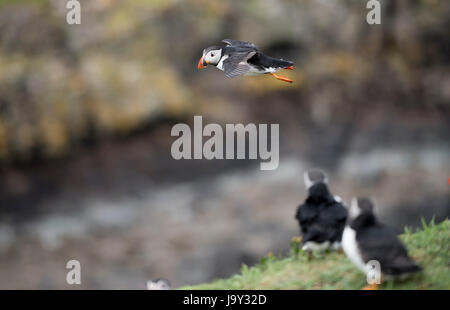 Lunga UK. 30. Mai 2017. Papageitaucher Insel der Inneren Hebriden Schottland Lunga, Treshnish Isles, 30.05.2017 © Gary Mather/Alamy Live News Stockfoto