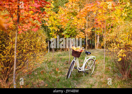 Weiße Retro-Stil Fahrrad mit Korb mit Orangen, gelben und grünen Blättern, in den bunten Herbst-Park unter Bäumen geparkt Stockfoto