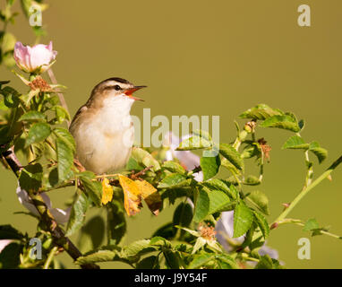 Ein Schilfrohrsänger (Acrocephalus Schoenobaenus) singen im morgendlichen Sonnenlicht, Oxfordshire Stockfoto