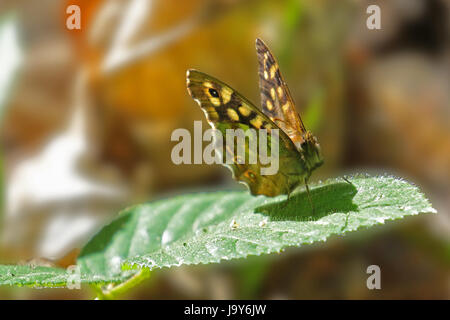 Gesprenkelte Holz Schmetterling ruht auf einem grünen Blatt in der Sonne Stockfoto