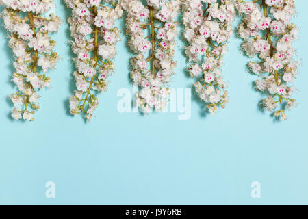 Aqua blau hinterlegt mit weiß blühenden Kastanien-Blumen und leeren Platz für Ihren Text, close-up flach Draufsicht Frühjahr Stockfoto