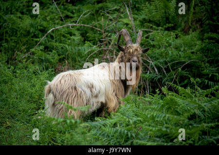 Wilden Bergziege in North Wales, UK Stockfoto