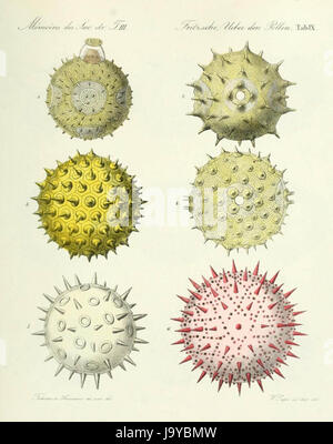 Pollen hautnah (1837) Stockfoto