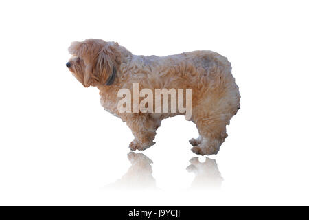 Hund isoliert auf weiss Stockfoto