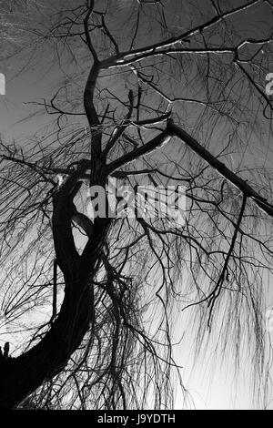 Ein Schuss von unten einer Trauerweide im Winter, mit Skelett Zweigen schöne Texturen erstellen Stockfoto