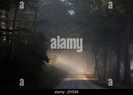 Leistungsstarke Sonnenstrahlen schneiden durch den Nebel auf einer Straße, in der Mitte einige Bäume in den Schatten Stockfoto