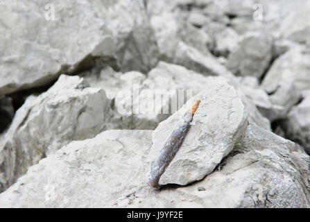 versteinerten Belemnit in Kreide-Felsen Stockfoto