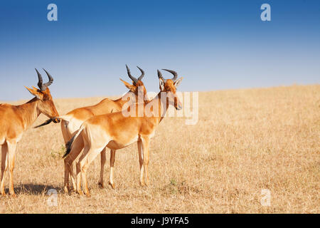 Konferenz im Grünland, Kenia, Afrika Savanne Stockfoto