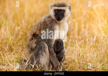 Vervet Affen mit Baby in trockenen Savannen Afrikas Stockfoto