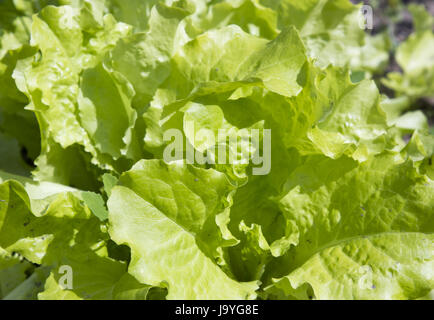Grüner Salat auf dem Bett Stockfoto