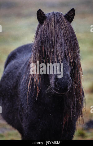 Islandpferd im Regen stehen. Stockfoto