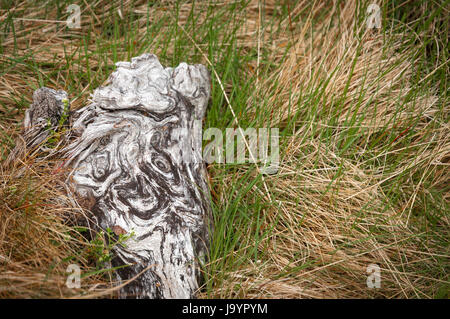 Was aussieht wie "Der Schrei" von Edvard Munch, auf ein Stück Holz... Stockfoto