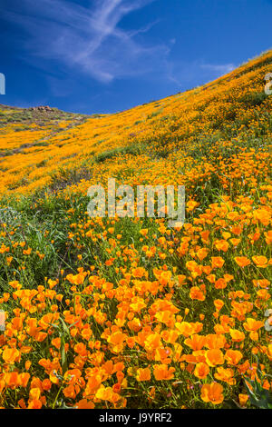 Der Frühling Mohn-Felder in Walker Canyon in der Nähe von Lake Elsinore, Kalifornien, USA. Stockfoto