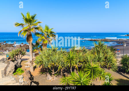 Tropische Pflanzen auf Küstenpromenade in Punta Brava in der Nähe von Puerto De La Cruz Stadt, Teneriffa, Kanarische Inseln, Spanien Stockfoto