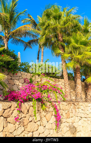 Palmen und bunten Blumen auf Promenade in der Stadt Costa Adeje, Teneriffa, Kanarische Inseln, Spanien Stockfoto